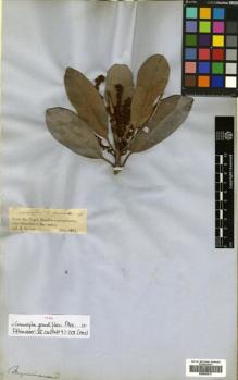 Type specimen at Edinburgh (E). Spruce, Richard: 1946. Barcode: E00643517.