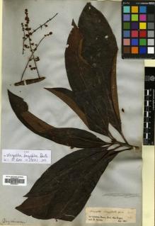 Type specimen at Edinburgh (E). Spruce, Richard: . Barcode: E00643531.