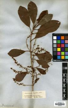 Type specimen at Edinburgh (E). Spruce, Richard: . Barcode: E00643532.
