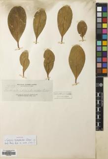 Type specimen at Edinburgh (E). Elmer, Adolph: 12185. Barcode: E00643540.
