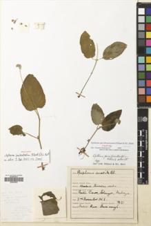 Type specimen at Edinburgh (E). Sinclair, James: 7821. Barcode: E00643604.