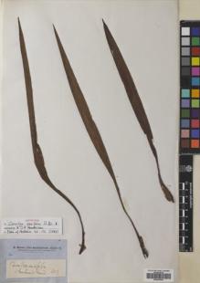 Type specimen at Edinburgh (E). Brown, Robert: . Barcode: E00643605.