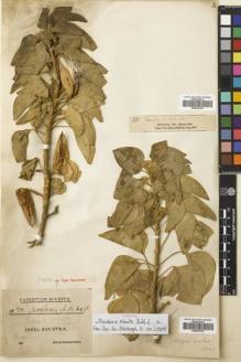 Type specimen at Edinburgh (E). Schweinfurth, George: 741. Barcode: E00643795.