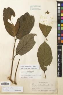 Type specimen at Edinburgh (E). Elmer, Adolph: 7181. Barcode: E00643797.