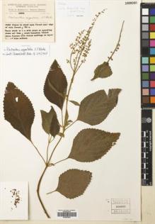 Type specimen at Edinburgh (E). Blake, Stanley: 19803. Barcode: E00643804.