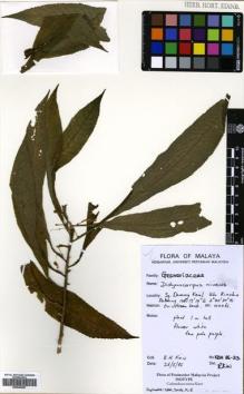 Type specimen at Edinburgh (E). Kiew, Ruth: KBH 86-33. Barcode: E00644087.