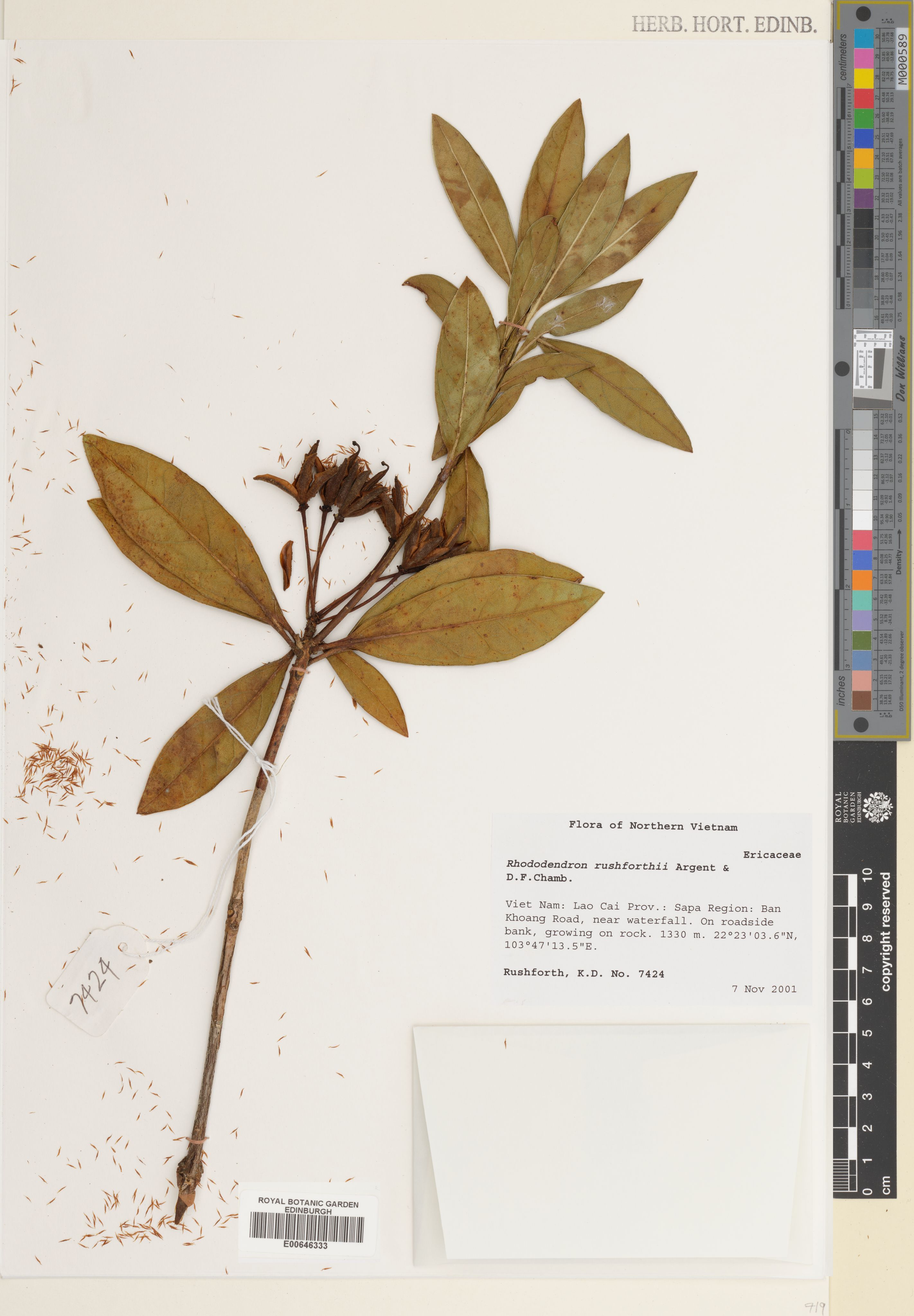 Rhododendron rushforthii — ảnh 2