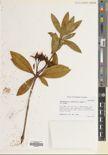 Rhododendron rushforthii — ảnh 3