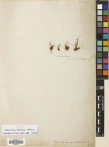 Type specimen at Edinburgh (E). Drummond, Thomas: 991. Barcode: E00647281.