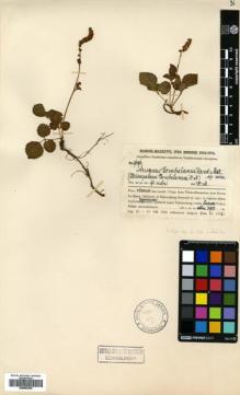 Type specimen at Edinburgh (E). Handel-Mazzetti, Heinrich: 9696. Barcode: E00650286.