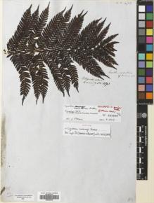 Type specimen at Edinburgh (E). Cuming, Hugh: 1393. Barcode: E00653063.