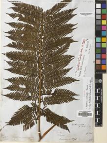 Type specimen at Edinburgh (E). Cuming, Hugh: 1393. Barcode: E00653064.