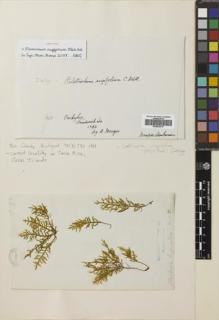 Type specimen at Edinburgh (E). Menzies, Archibald: . Barcode: E00653075.