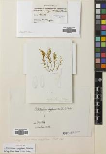 Type specimen at Edinburgh (E). Hooker, William: . Barcode: E00653076.