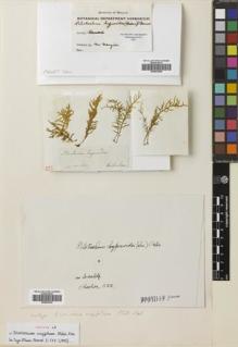 Type specimen at Edinburgh (E). Menzies, Archibald: . Barcode: E00653088.