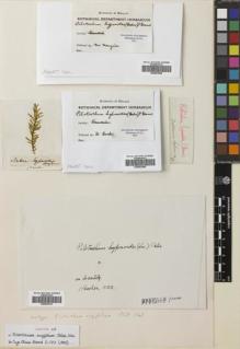 Type specimen at Edinburgh (E). Hooker, William: . Barcode: E00653089.