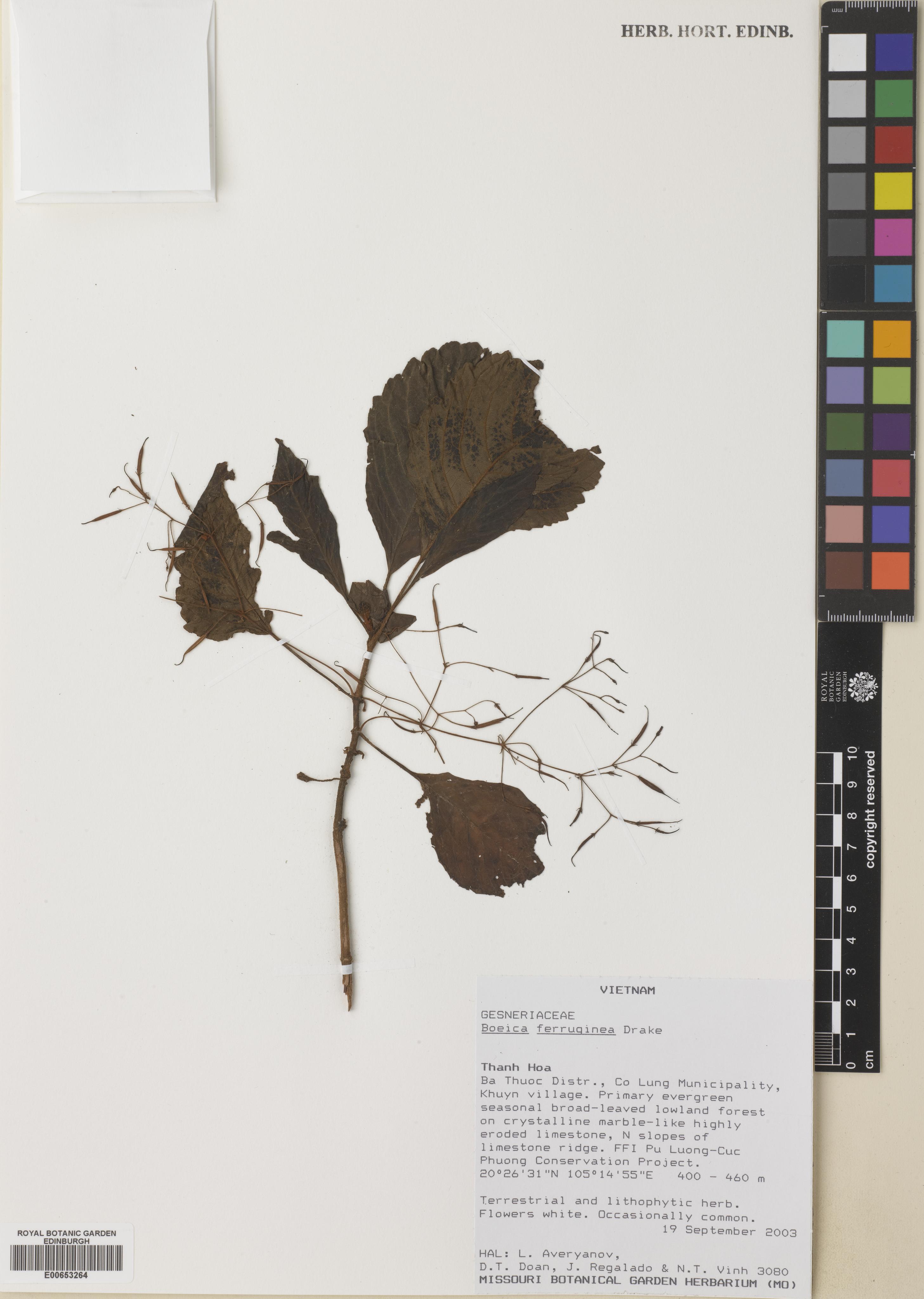 Boeica ferruginea — ảnh 3