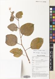 Begonia cucullata — ảnh 3