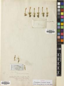 Type specimen at Edinburgh (E). Drummond, James: 993. Barcode: E00653408.