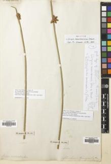 Type specimen at Edinburgh (E). Hilsenberg, Theodor; Bojer, Wenzel: 20. Barcode: E00653426.