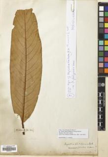 Type specimen at Edinburgh (E). Hilsenberg, Theodor; Bojer, Wenzel; Sieber, Franz(e): 365. Barcode: E00653441.