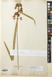 Type specimen at Edinburgh (E). Hilsenberg, Theodor; Bojer, Wenzel; Sieber, Franz(e): 51. Barcode: E00653461.