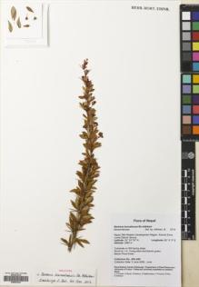 Type specimen at Edinburgh (E). Flora of Nepal Collecting Trip (2008): A59. Barcode: E00653464.