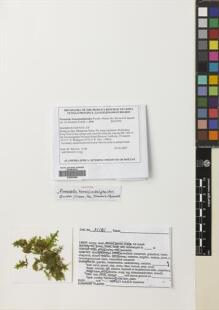 Type specimen at Edinburgh (E). Shevock, James; Long, David: 31181. Barcode: E00653566.