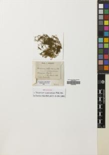 Type specimen at Edinburgh (E). : . Barcode: E00653585.