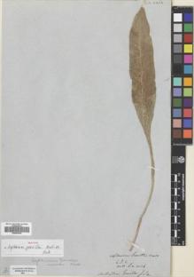 Type specimen at Edinburgh (E). Wallich, Nathaniel: 1036. Barcode: E00653664.