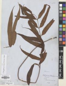 Type specimen at Edinburgh (E). Wallich, Nathaniel: 303A. Barcode: E00653667.