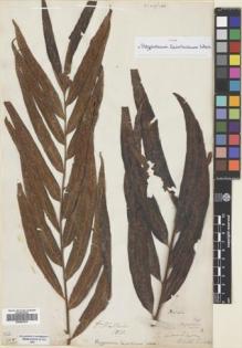Type specimen at Edinburgh (E). Wallich, Nathaniel: 303A. Barcode: E00653675.