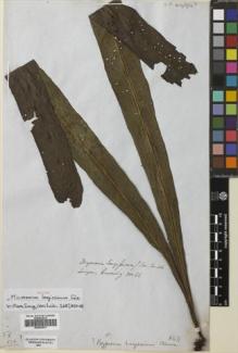 Type specimen at Edinburgh (E). Cuming, Hugh: 66. Barcode: E00653677.