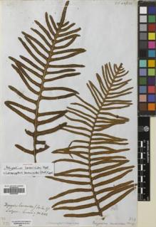 Type specimen at Edinburgh (E). Cuming, Hugh: 242. Barcode: E00653685.