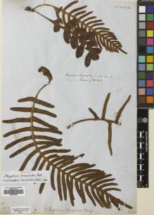 Type specimen at Edinburgh (E). Cuming, Hugh: 242. Barcode: E00653686.