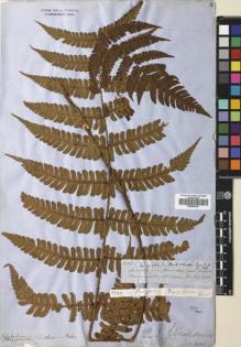 Type specimen at Edinburgh (E). Spruce, Richard: 4742. Barcode: E00654343.