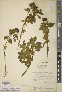 Type specimen at Edinburgh (E). Forrest, George: 6658. Barcode: E00655138.