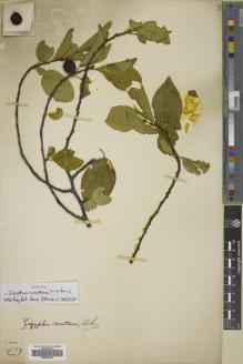 Type specimen at Edinburgh (E). Forrest, George: 10889. Barcode: E00655816.
