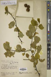 Type specimen at Edinburgh (E). Forrest, George: 10372. Barcode: E00655818.