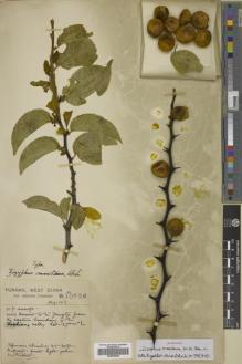 Type specimen at Edinburgh (E). Forrest, George: 10629. Barcode: E00655820.