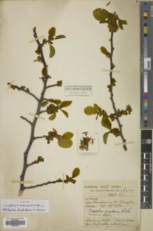 Type specimen at Edinburgh (E). Forrest, George: 12401. Barcode: E00655821.
