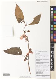 Begonia acetosella — ảnh 3