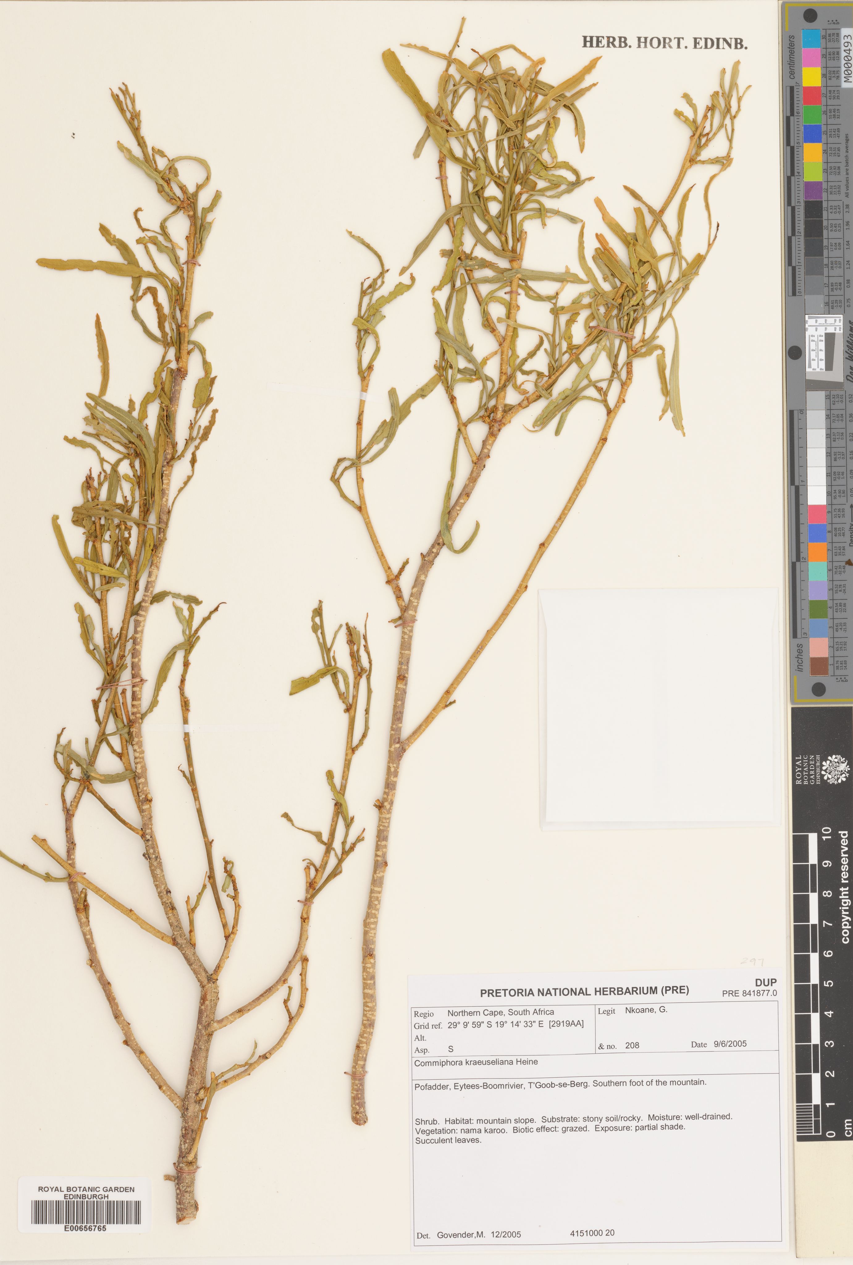 Commiphora kraeuseliana