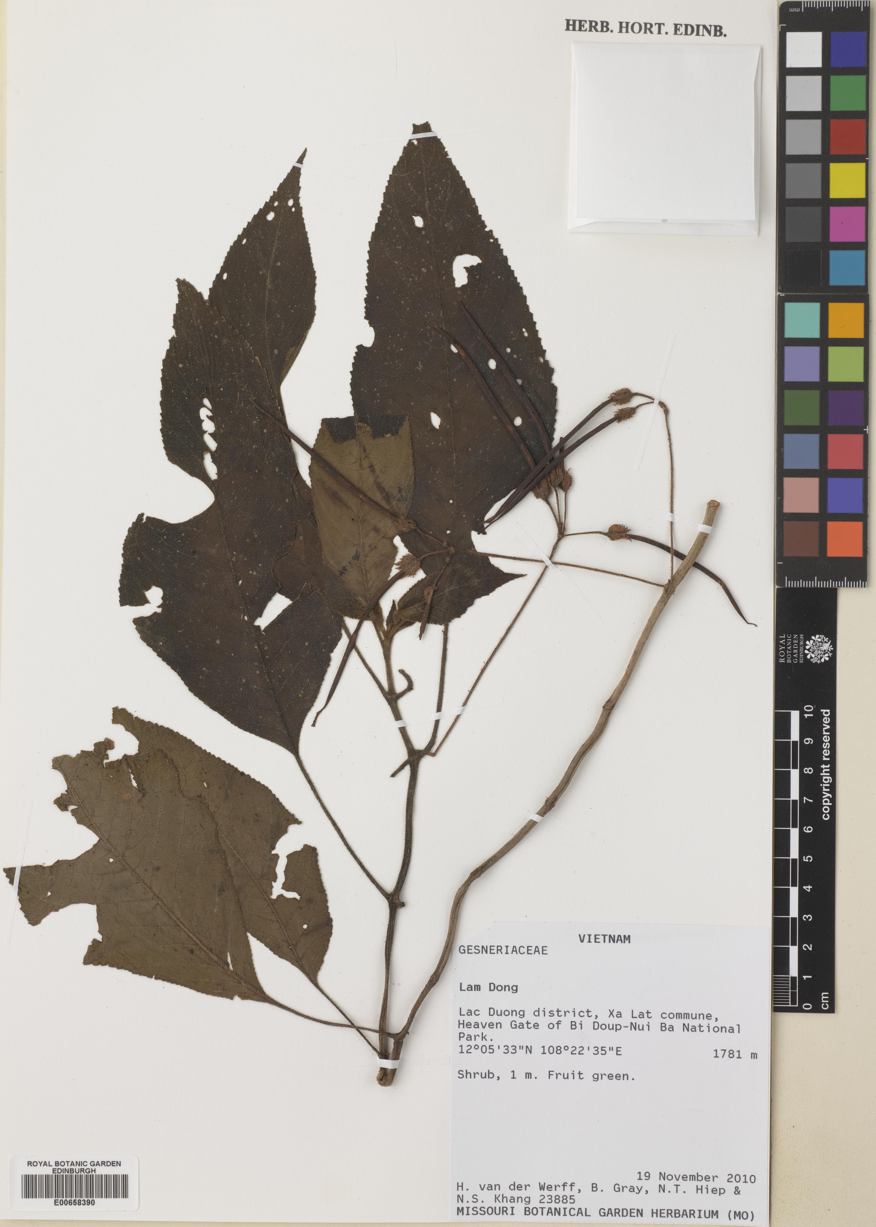 Raphiocarpus evrardii — ảnh 2