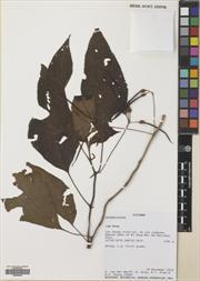 Raphiocarpus evrardii — ảnh 3