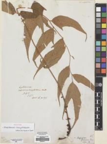 Type specimen at Edinburgh (E). Wallich, Nathaniel: 376. Barcode: E00659077.