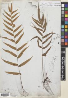 Type specimen at Edinburgh (E). Wallich, Nathaniel: 308. Barcode: E00659195.