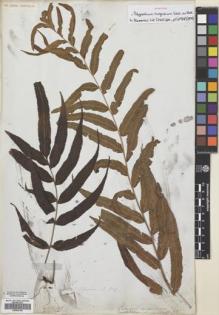 Type specimen at Edinburgh (E). Wallich, Nathaniel: 308. Barcode: E00659196.