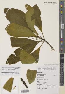 Type specimen at Edinburgh (E). Muzinger, J.; Letocart, D.; Letocart, I.; Amice, R.: 3495. Barcode: E00662495.