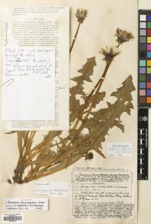 Type specimen at Edinburgh (E). Johnston, Henry: 3319. Barcode: E00663040.